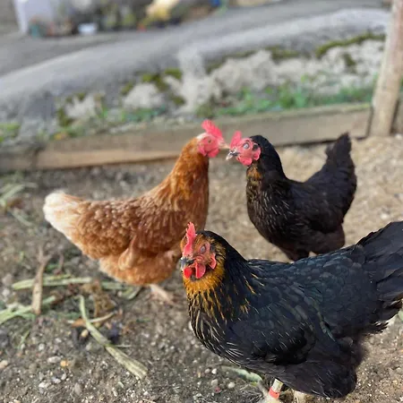 Schmitz Haus * Meckel